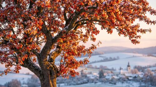 Sázejte teď: strom, který rozzáří zimu barvami!