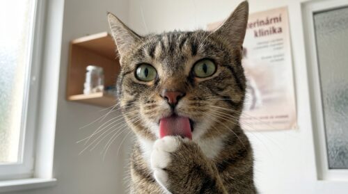 veterinář varuje před neustálým olizováním kočky, které může být známkou stresu u vašeho mazlíčka. naučte se, jak rozpoznat příznaky a pomoci své kočce cítit se lépe.