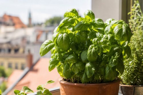 Hustá bazalka v květináči na světlém balkoně